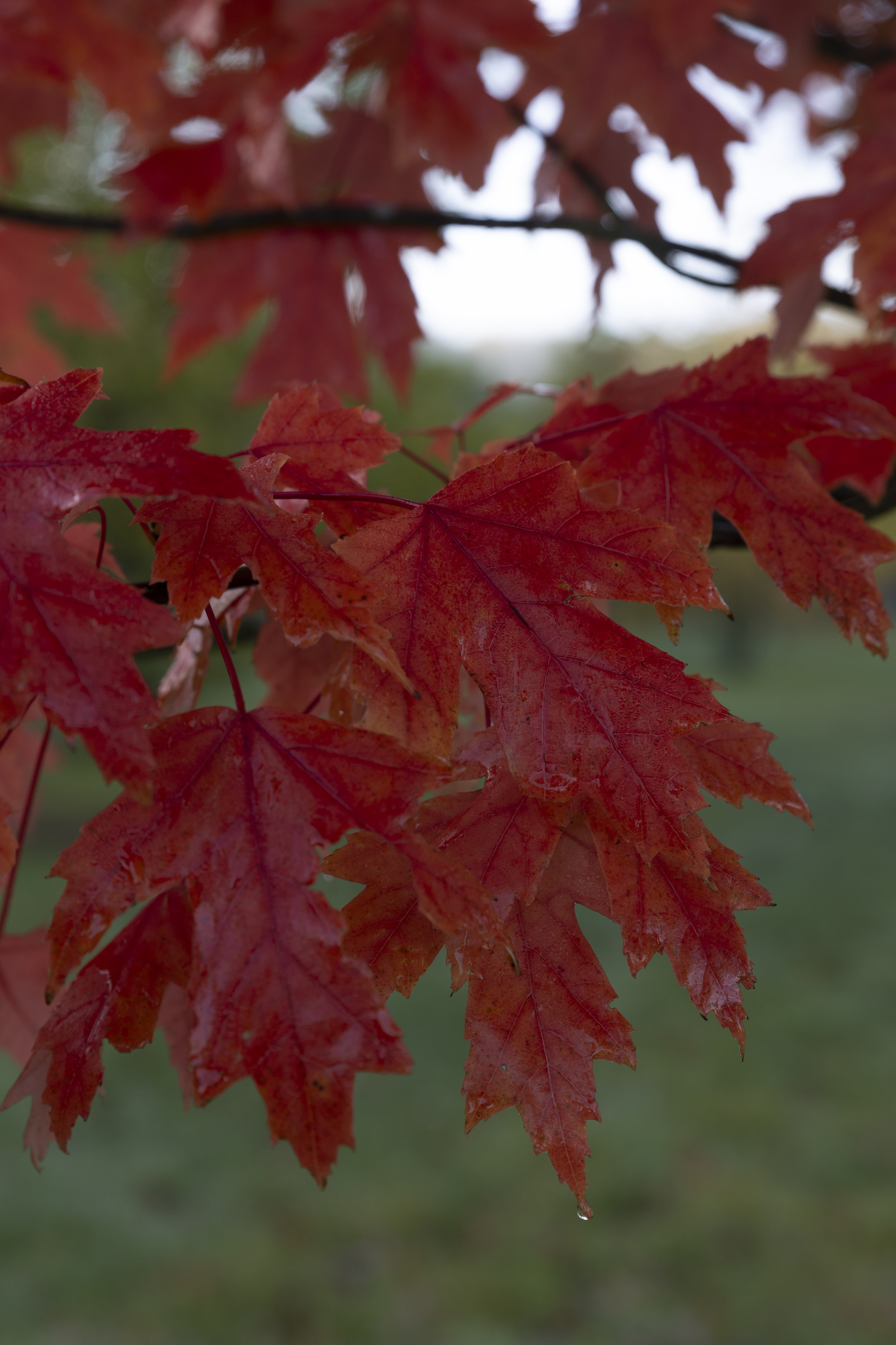 Acer x freemanii 'Autumn Blaze' Unikat